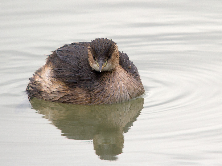 Tachybaptus ruficollis